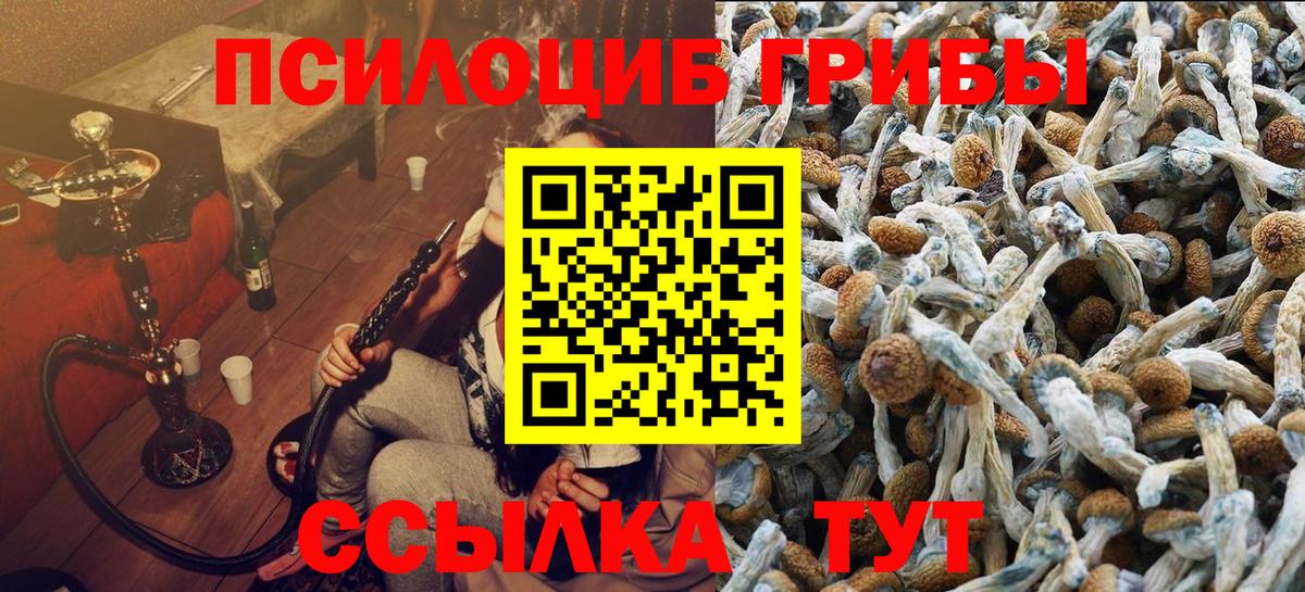 Псилоцибиновые грибы Psilocybe Саяногорск